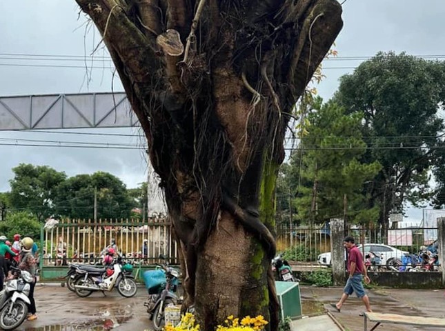 Người dân đổ xô xem cây si có hình giống mặt người, chính quyền lên tiếng-3