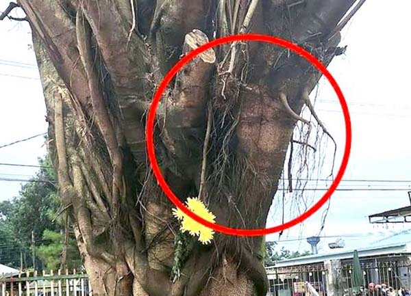 Tạm giữ tài xế lái xe rác làm bé trai tử vong-2