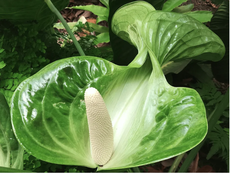 Bị mỉa mai vì ôm chiếc lá lên máy bay, chàng trai khiến mọi người sốc khi tiết lộ lai lịch của nó-6