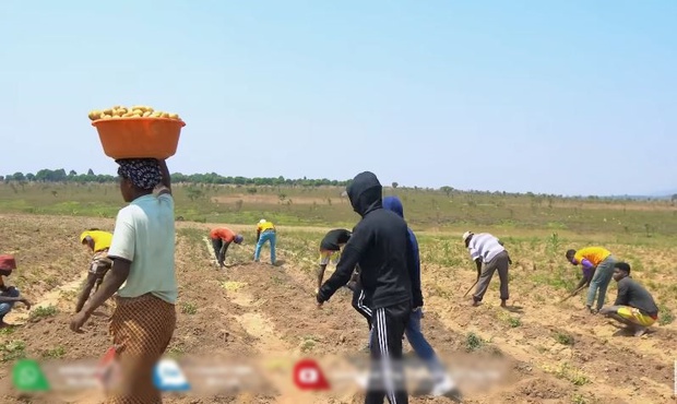 Quang Linh farm bội thu khoai tây trái mùa, thương lái tranh nhau mua nhưng số tiền thu về cả vụ mới choáng-1