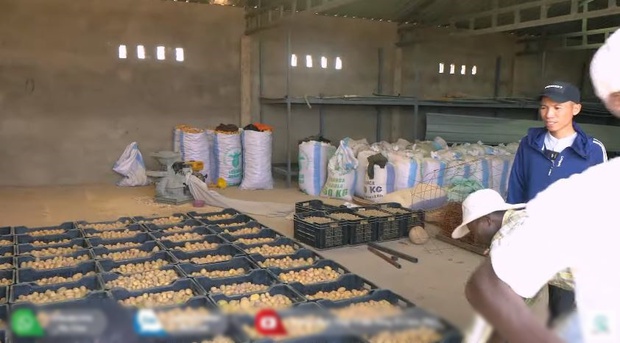 Quang Linh farm bội thu khoai tây trái mùa, thương lái tranh nhau mua nhưng số tiền thu về cả vụ mới choáng-2