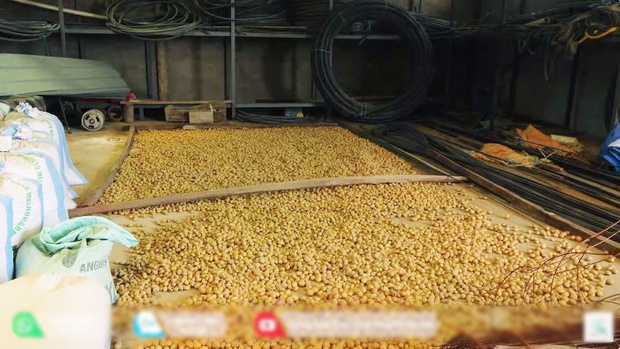 Quang Linh farm bội thu khoai tây trái mùa, thương lái tranh nhau mua nhưng số tiền thu về cả vụ mới choáng-3