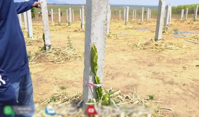 Quang Linh farm bội thu khoai tây trái mùa, thương lái tranh nhau mua nhưng số tiền thu về cả vụ mới choáng-5