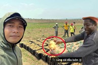 Quang Linh farm bội thu khoai tây trái mùa, thương lái tranh nhau mua nhưng số tiền thu về cả vụ mới choáng