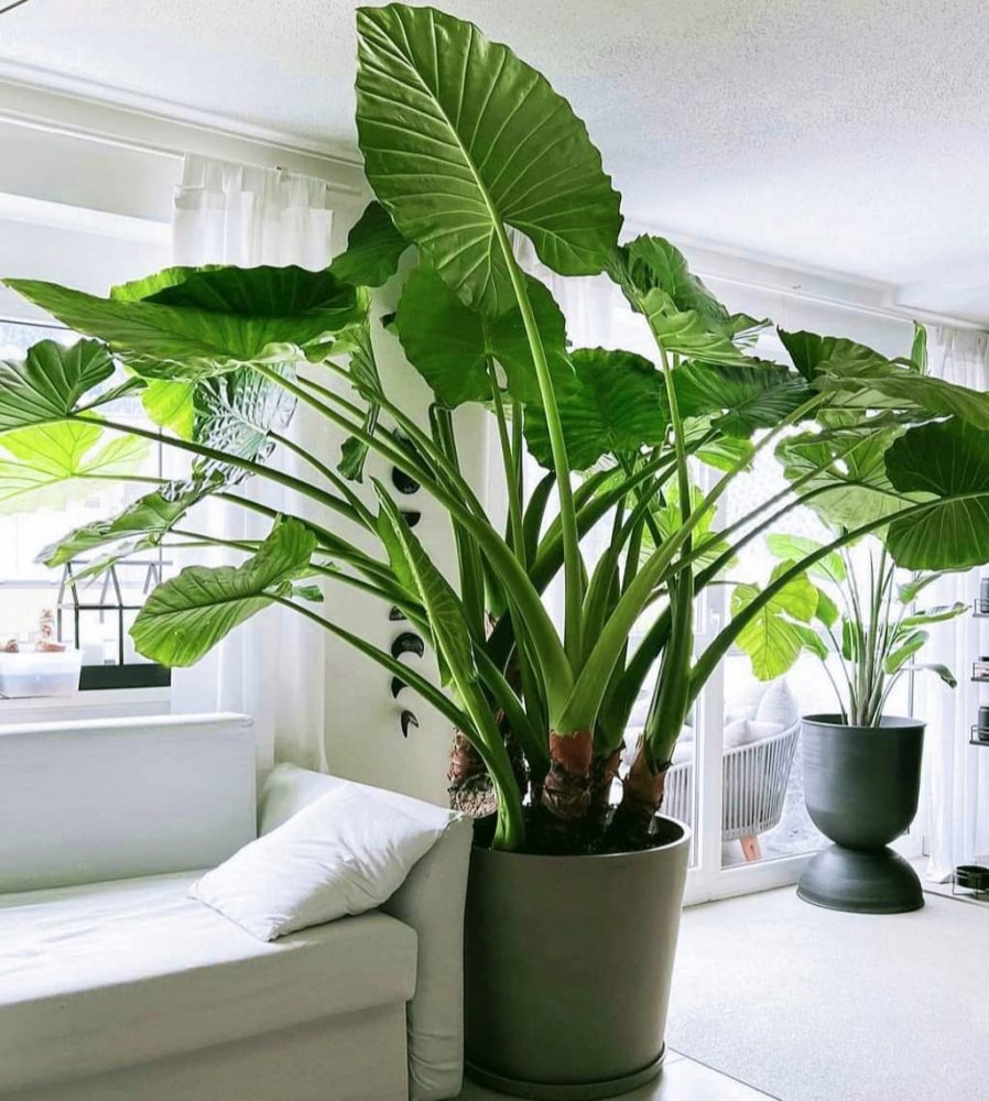 Cây cảnh mới nổi lá siêu to, trồng trong nhà làm ăn thuận buồm xuôi gió, đón lộc, chiêu may-4