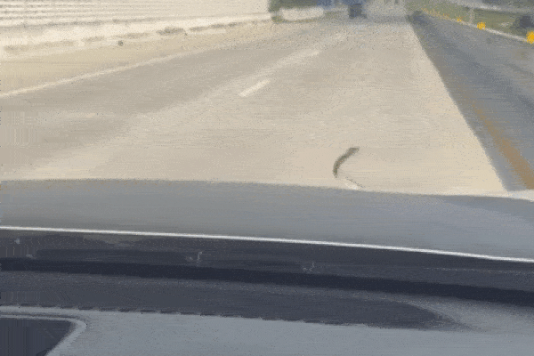 Chồng nhảy lên nắp capo, vợ vẫn nhấn ga phóng đi trên đường cao tốc-1