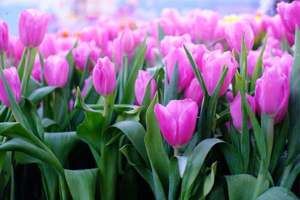 Cuối tháng 9, 4 con giáp được lộc trời ban, Thần Tài ưu ái-5