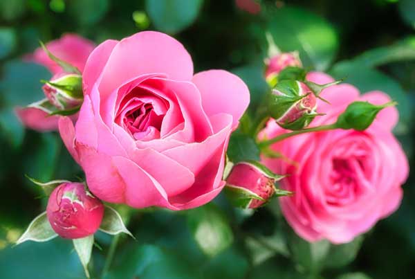 Khổ tận cam lai: 3 con giáp vượt thử thách, xoay chuyển tình thế, giữa tháng 9 cuộc đời sang trang-3