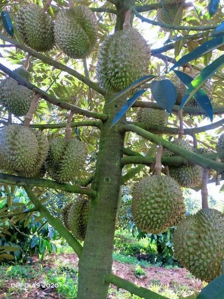 Giá sầu riêng quay đầu giảm sau đà tăng kỷ lục, nhà vườn đứng ngồi không yên-1