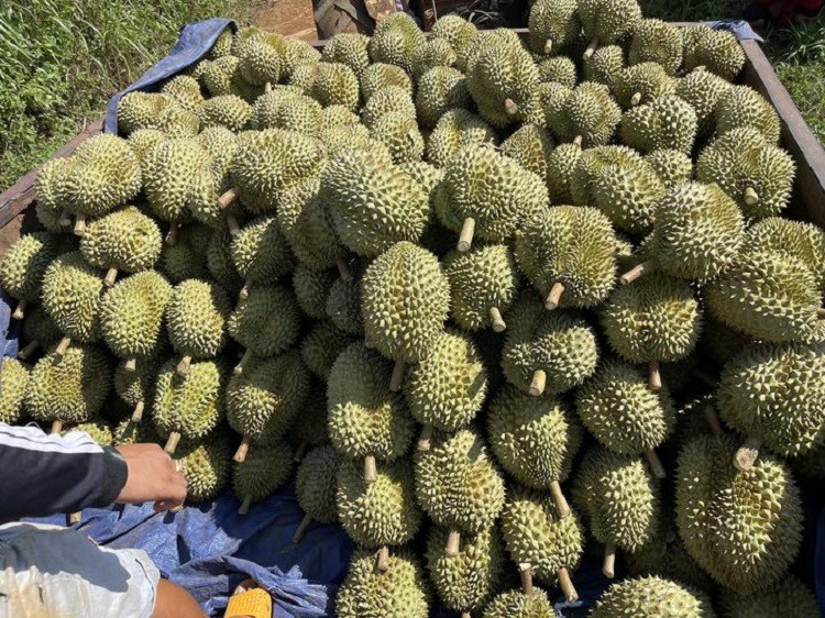 Giá sầu riêng quay đầu giảm sau đà tăng kỷ lục, nhà vườn đứng ngồi không yên-3