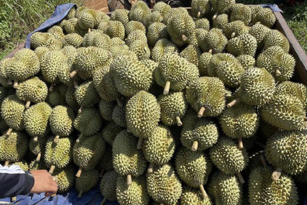 Giá sầu riêng lao dốc không phanh”, thương lái lỡ chốt cọc cao giờ như ngồi trên lửa”-5