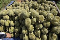 Giá sầu riêng quay đầu giảm sau đà tăng kỷ lục, nhà vườn đứng ngồi không yên