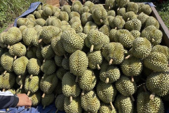 Giá sầu riêng quay đầu giảm sau đà tăng kỷ lục, nhà vườn đứng ngồi không yên