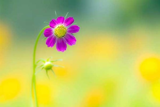 Tử vi ngày 14/9/2023: Tuổi Dần nhiều điều bất trắc, tuổi Mão quý nhân xuất hiện