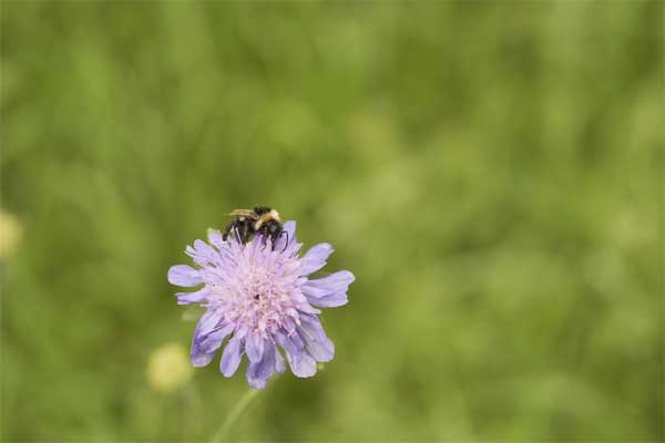 Tử vi ngày 14/9/2023: Tuổi Dần nhiều điều bất trắc, tuổi Mão quý nhân xuất hiện-3