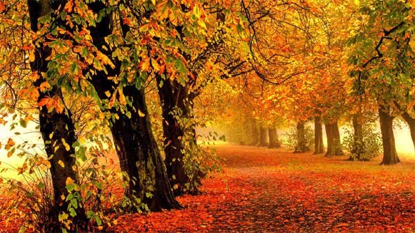 Ngũ phúc lâm môn: 4 con giáp xoay chuyển tình thế trong tháng 8 Âm lịch, tài lộc sung túc-2