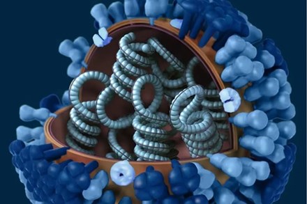 WHO: Chủng cúm biến thể nguy hiểm lây từ heo sang người ở Hà Lan