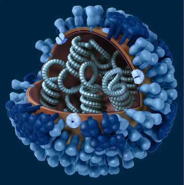 WHO: Chủng cúm biến thể nguy hiểm lây từ heo sang người ở Hà Lan-1