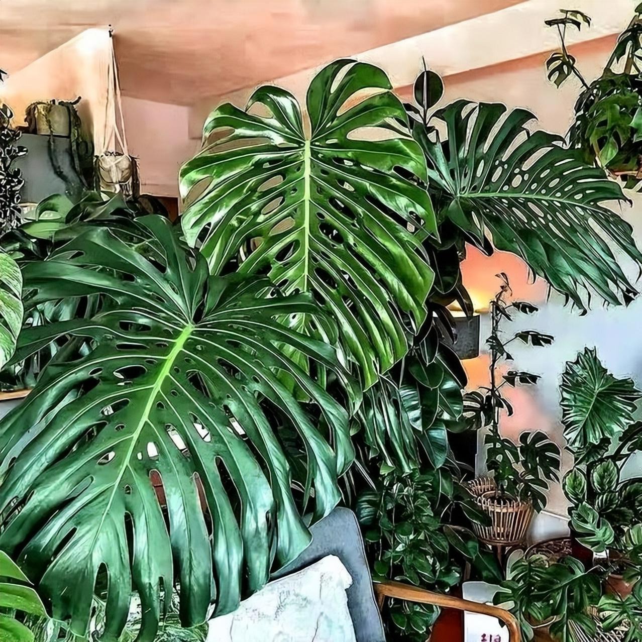 Mê mẩn với cây cảnh có lá như miếng phô mai xanh khổng lồ, trồng trong nhà vượng vận, cầu an-3