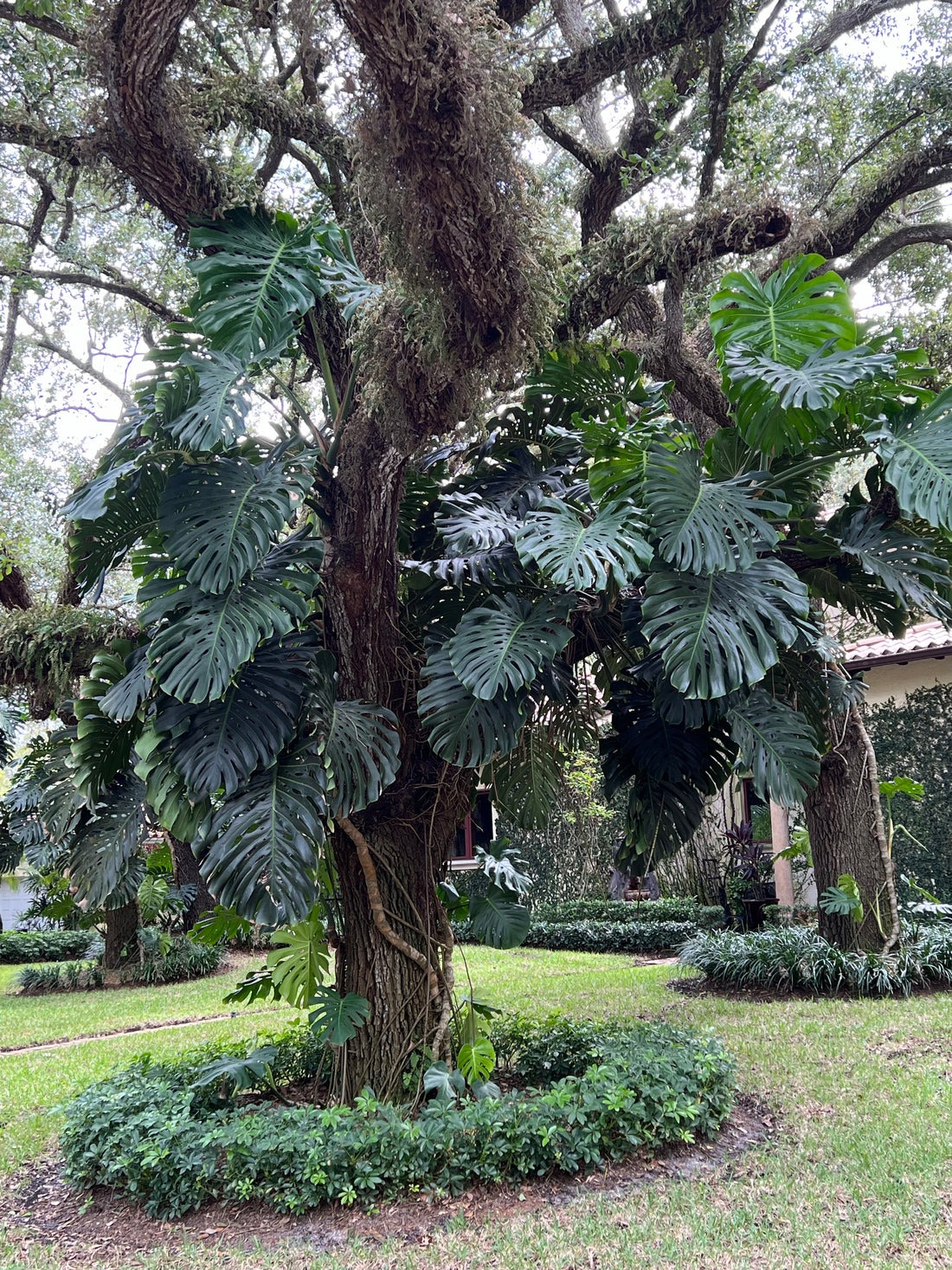 Mê mẩn với cây cảnh có lá như miếng phô mai xanh khổng lồ, trồng trong nhà vượng vận, cầu an-5