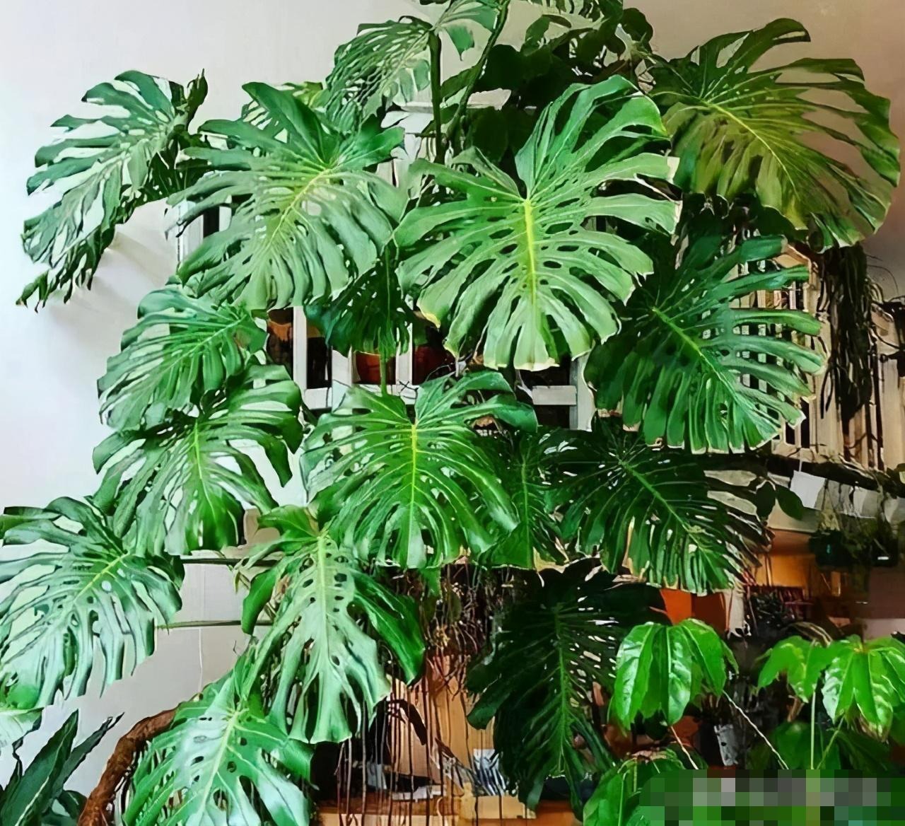 Mê mẩn với cây cảnh có lá như miếng phô mai xanh khổng lồ, trồng trong nhà vượng vận, cầu an-6