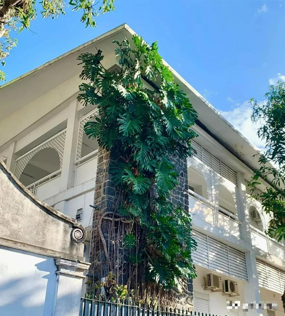 Mê mẩn với cây cảnh có lá như miếng phô mai xanh khổng lồ, trồng trong nhà vượng vận, cầu an-7