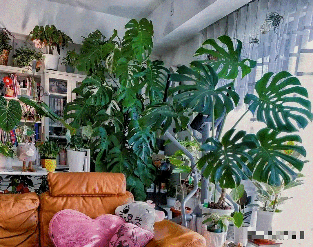 Mê mẩn với cây cảnh có lá như miếng phô mai xanh khổng lồ, trồng trong nhà vượng vận, cầu an-8