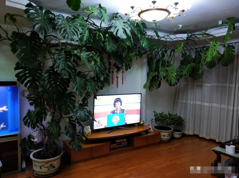 Mê mẩn với cây cảnh có lá như miếng phô mai xanh khổng lồ, trồng trong nhà vượng vận, cầu an-10