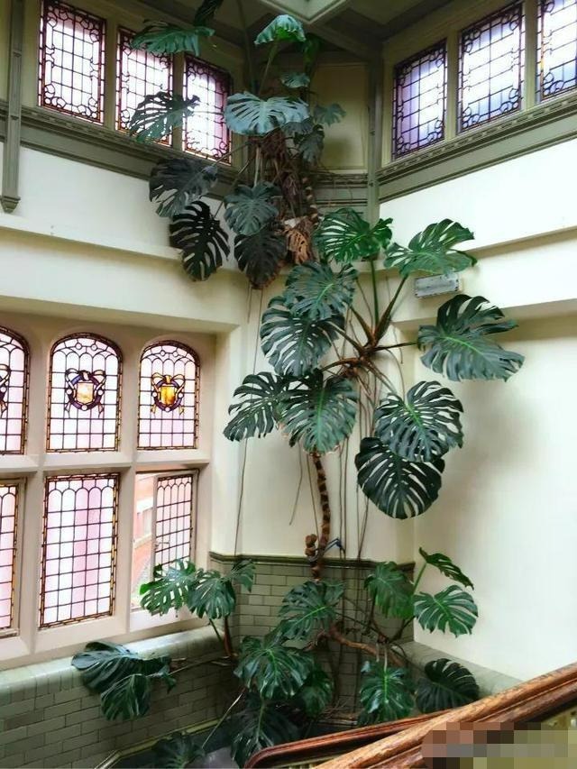 Mê mẩn với cây cảnh có lá như miếng phô mai xanh khổng lồ, trồng trong nhà vượng vận, cầu an-12