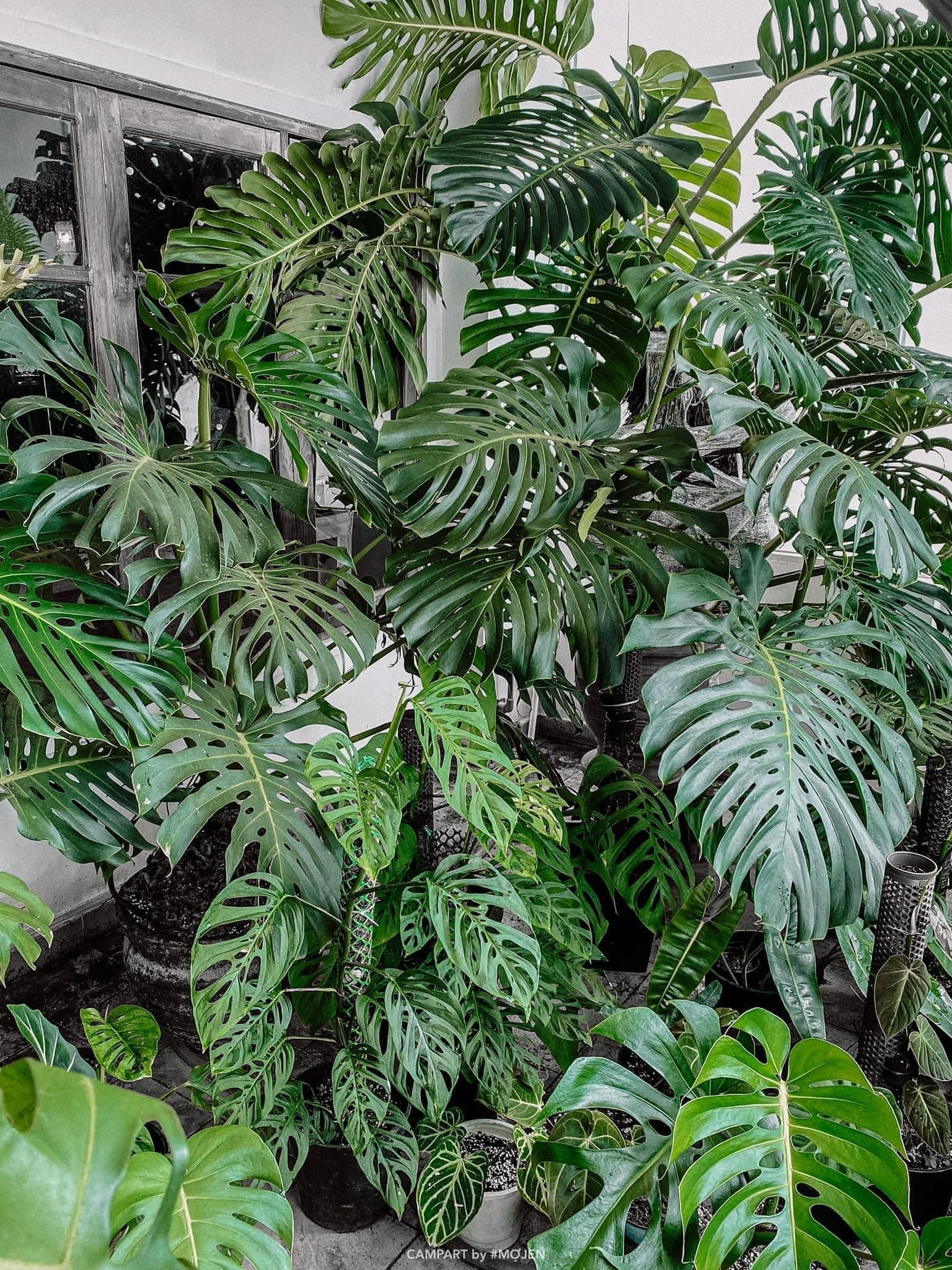 Mê mẩn với cây cảnh có lá như miếng phô mai xanh khổng lồ, trồng trong nhà vượng vận, cầu an-14