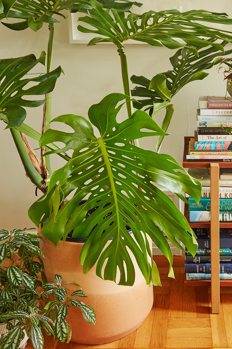 Mê mẩn với cây cảnh có lá như miếng phô mai xanh khổng lồ, trồng trong nhà vượng vận, cầu an-16