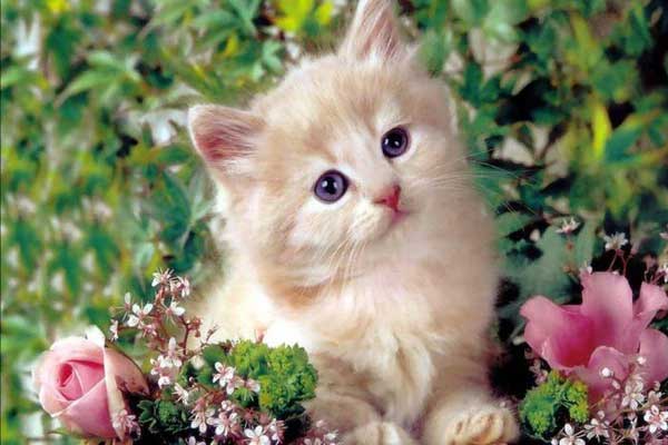 Tử vi ngày 15/9/2023: Tuổi Tý củng cố địa vị, tuổi Sửu thành quả đáng kể-4