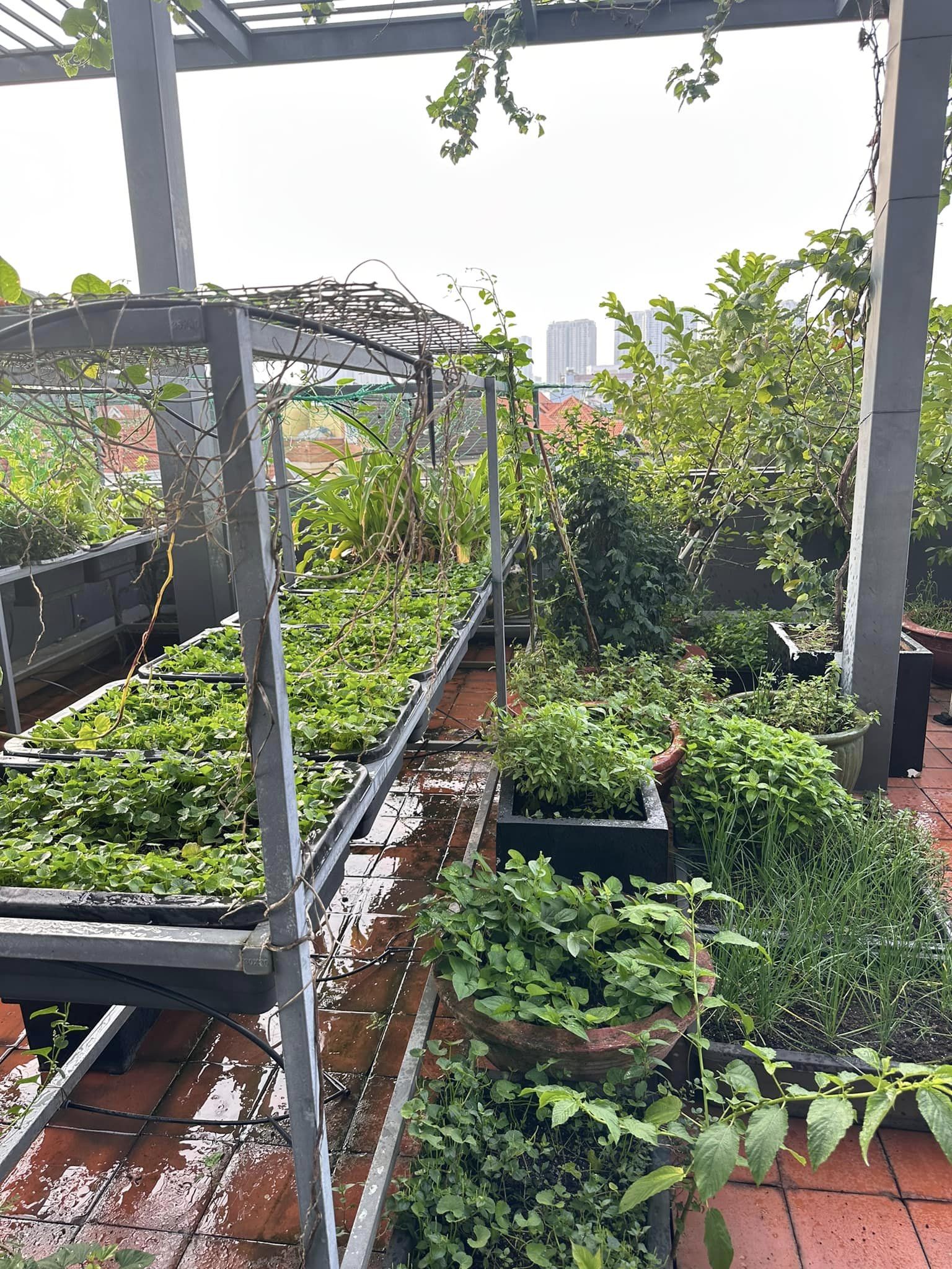 Cận cảnh khu vườn sân thượng trong nhà phố của Diệp Bảo Ngọc: Tự mình bắt sâu hái quả, không cần đi chợ mỗi ngày-3