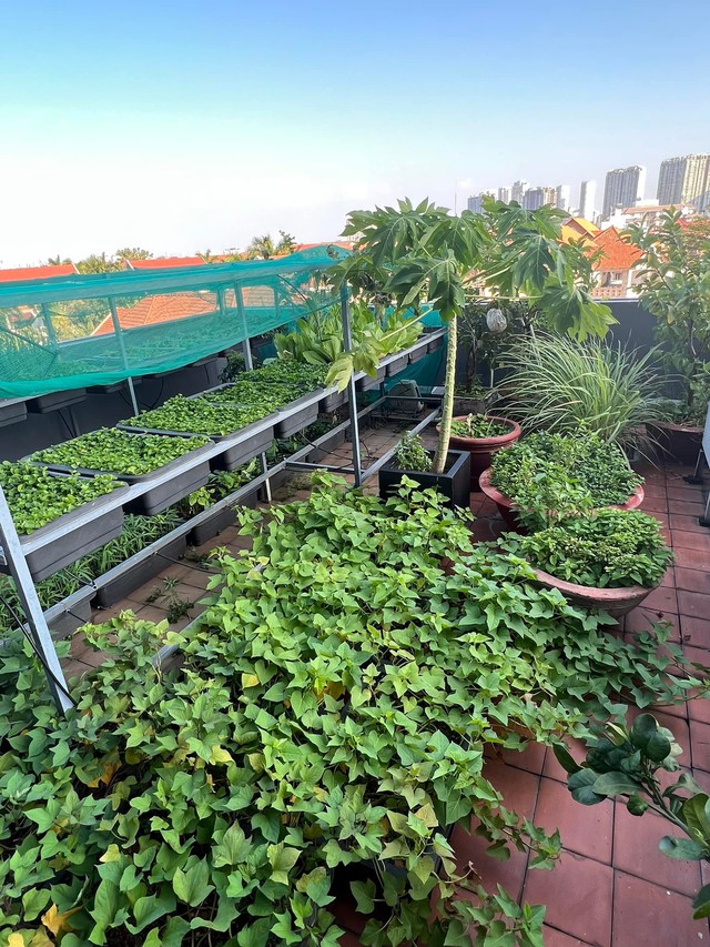 Cận cảnh khu vườn sân thượng trong nhà phố của Diệp Bảo Ngọc: Tự mình bắt sâu hái quả, không cần đi chợ mỗi ngày-4