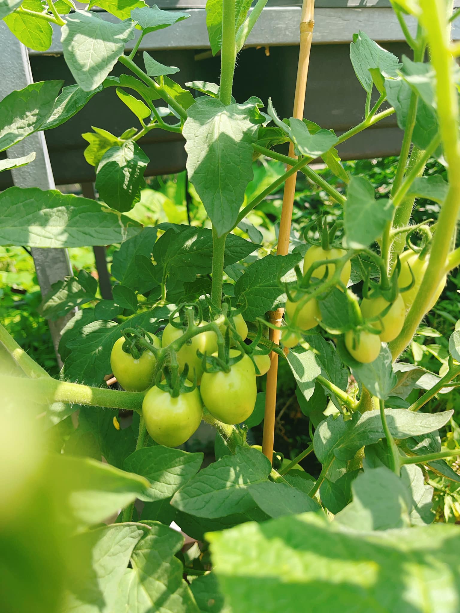 Cận cảnh khu vườn sân thượng trong nhà phố của Diệp Bảo Ngọc: Tự mình bắt sâu hái quả, không cần đi chợ mỗi ngày-5