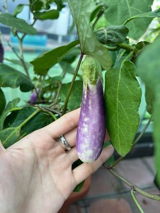 Cận cảnh khu vườn sân thượng trong nhà phố của Diệp Bảo Ngọc: Tự mình bắt sâu hái quả, không cần đi chợ mỗi ngày-6