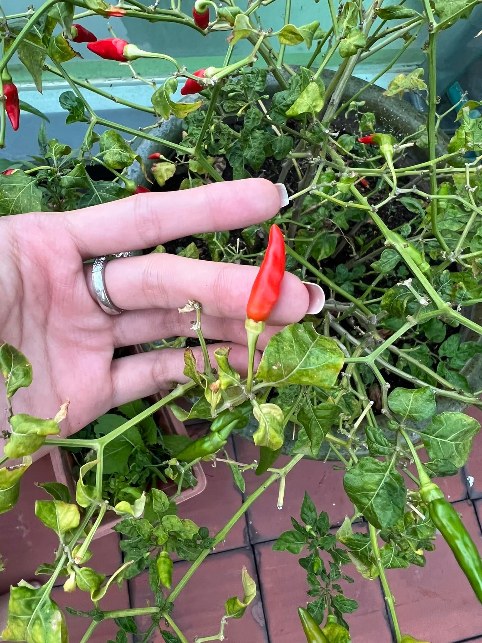 Cận cảnh khu vườn sân thượng trong nhà phố của Diệp Bảo Ngọc: Tự mình bắt sâu hái quả, không cần đi chợ mỗi ngày-7