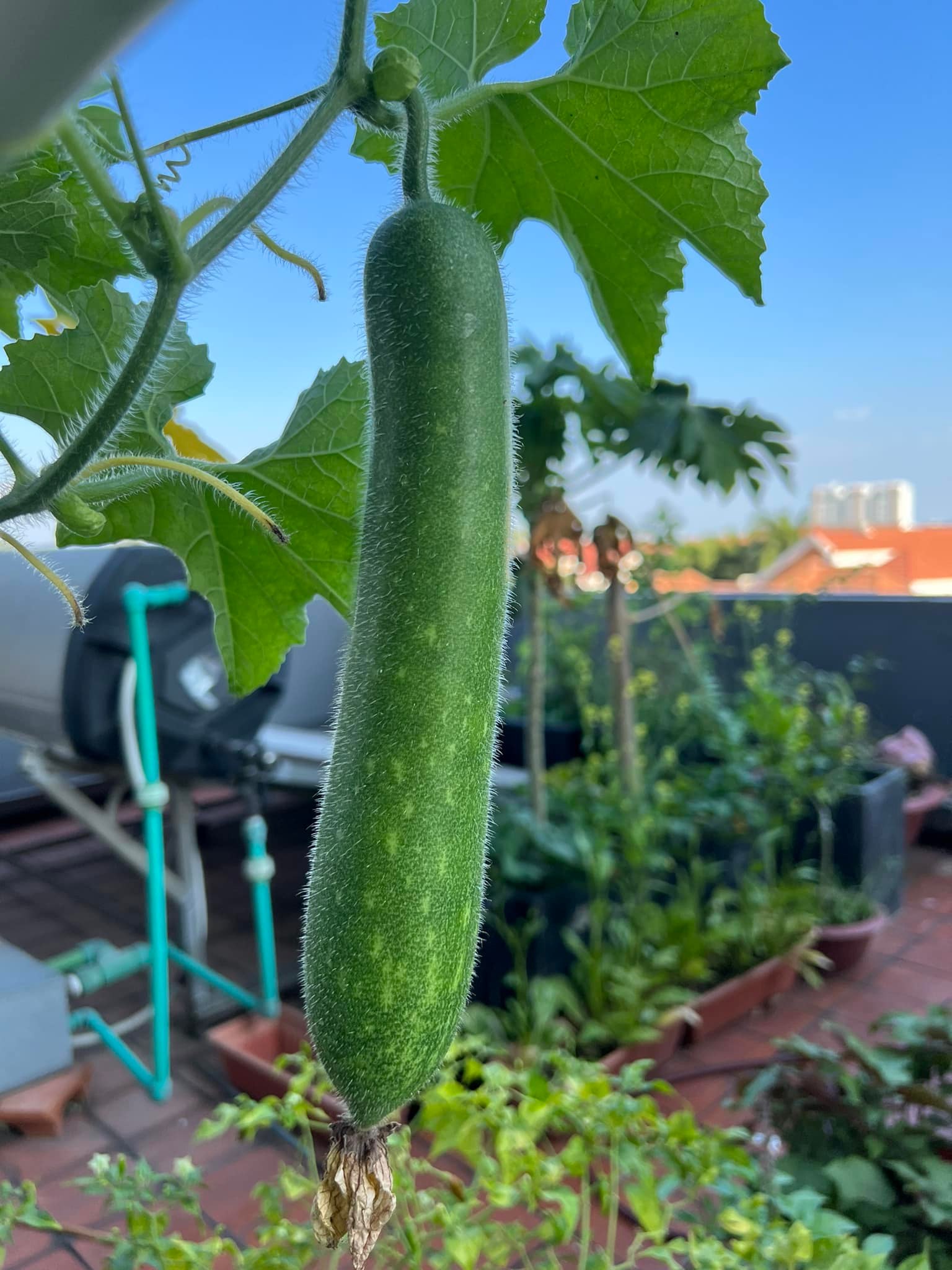 Cận cảnh khu vườn sân thượng trong nhà phố của Diệp Bảo Ngọc: Tự mình bắt sâu hái quả, không cần đi chợ mỗi ngày-8