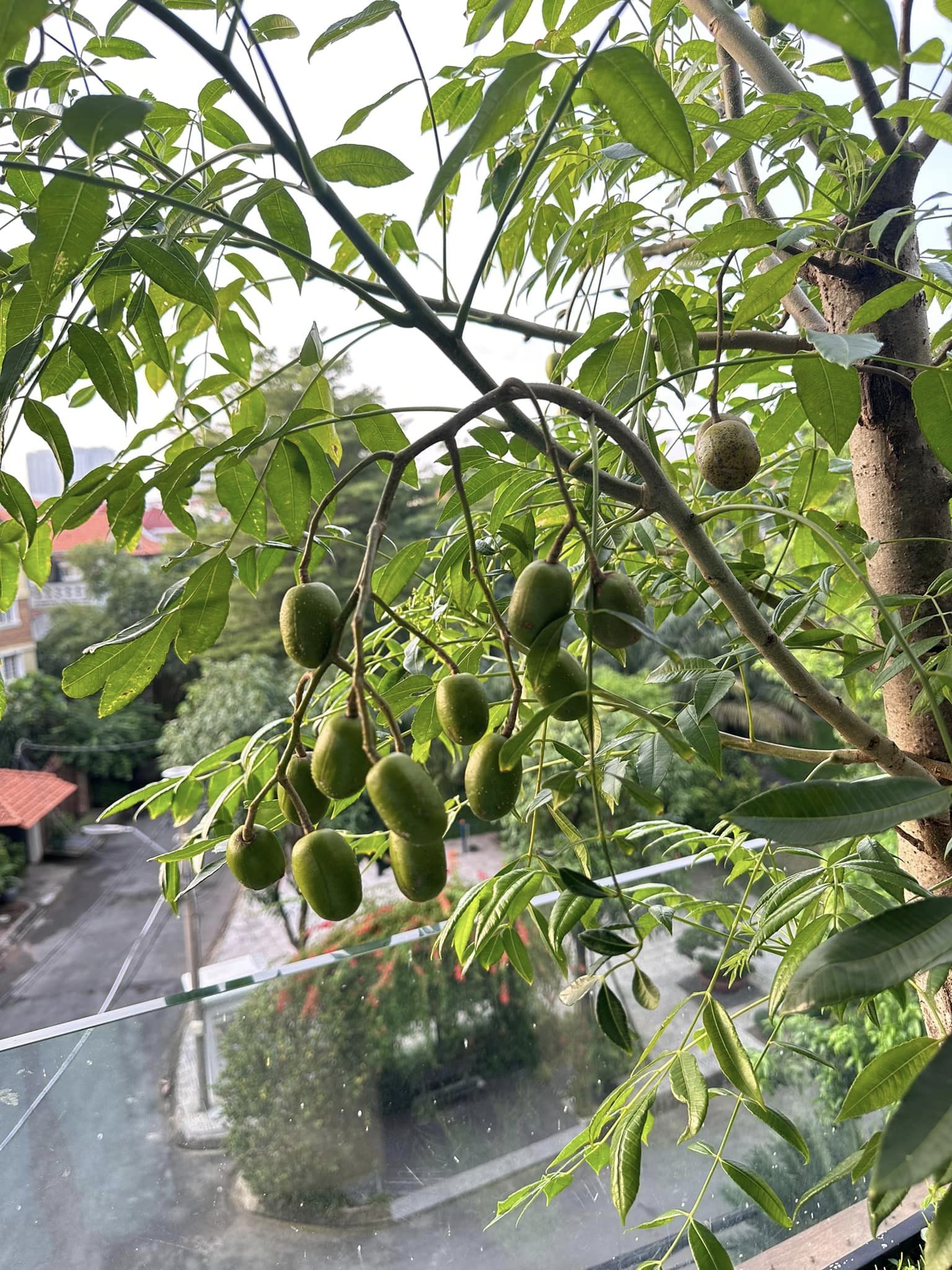 Cận cảnh khu vườn sân thượng trong nhà phố của Diệp Bảo Ngọc: Tự mình bắt sâu hái quả, không cần đi chợ mỗi ngày-13