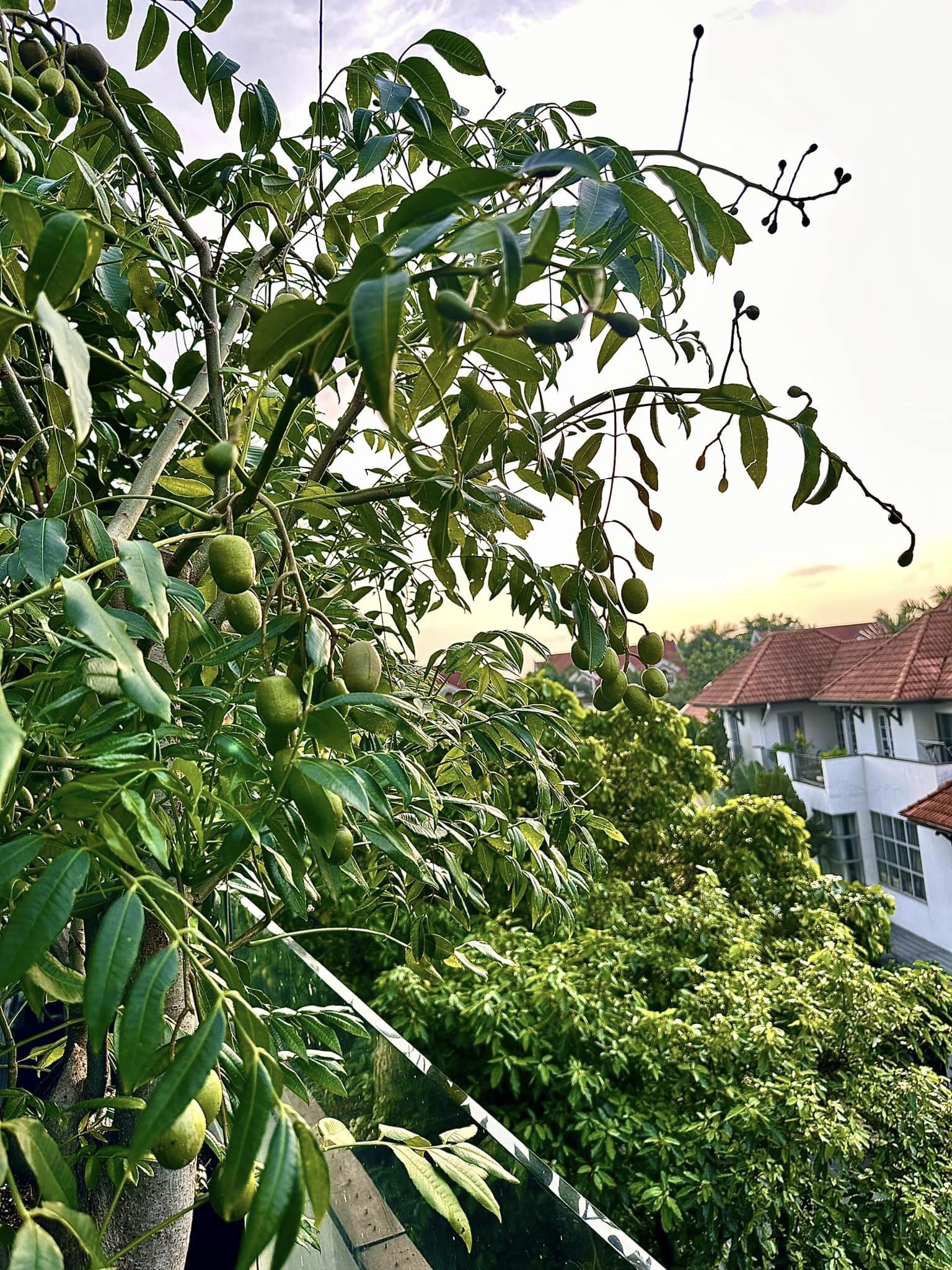 Cận cảnh khu vườn sân thượng trong nhà phố của Diệp Bảo Ngọc: Tự mình bắt sâu hái quả, không cần đi chợ mỗi ngày-14