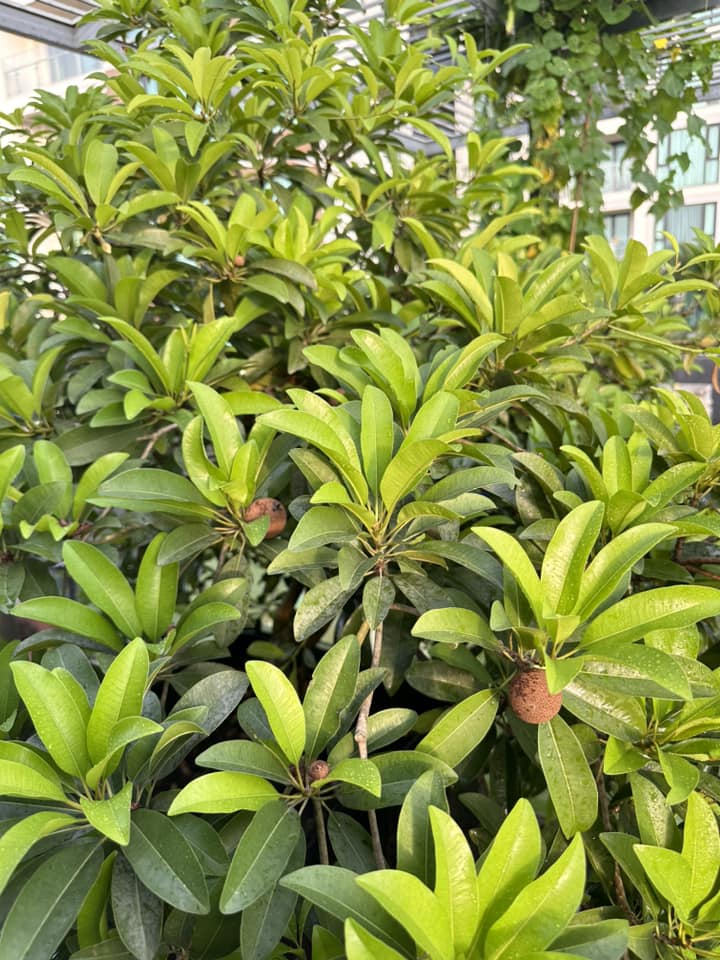 Cận cảnh khu vườn sân thượng trong nhà phố của Diệp Bảo Ngọc: Tự mình bắt sâu hái quả, không cần đi chợ mỗi ngày-15