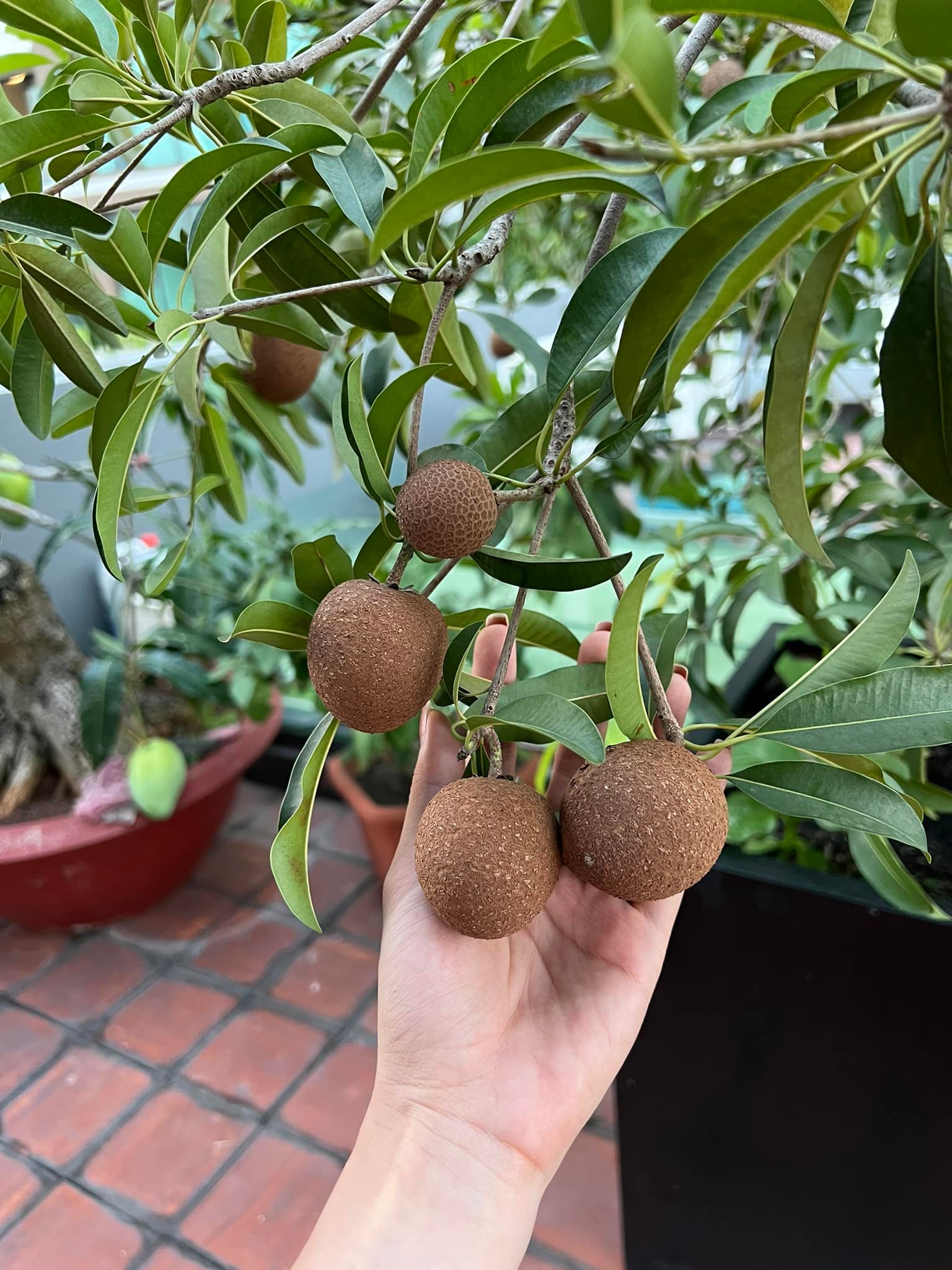 Cận cảnh khu vườn sân thượng trong nhà phố của Diệp Bảo Ngọc: Tự mình bắt sâu hái quả, không cần đi chợ mỗi ngày-16