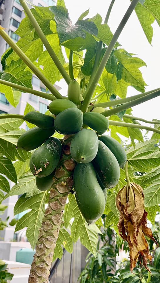 Cận cảnh khu vườn sân thượng trong nhà phố của Diệp Bảo Ngọc: Tự mình bắt sâu hái quả, không cần đi chợ mỗi ngày-18