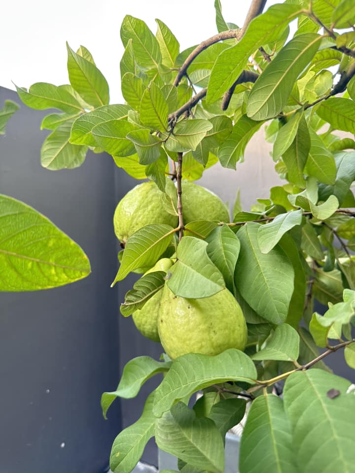 Cận cảnh khu vườn sân thượng trong nhà phố của Diệp Bảo Ngọc: Tự mình bắt sâu hái quả, không cần đi chợ mỗi ngày-19