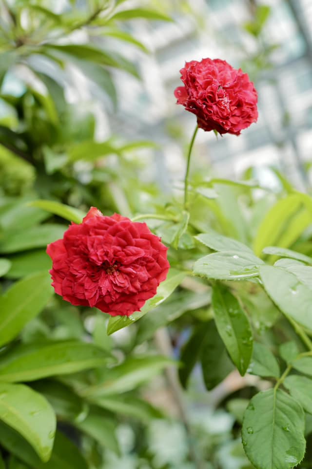 Cận cảnh khu vườn sân thượng trong nhà phố của Diệp Bảo Ngọc: Tự mình bắt sâu hái quả, không cần đi chợ mỗi ngày-20