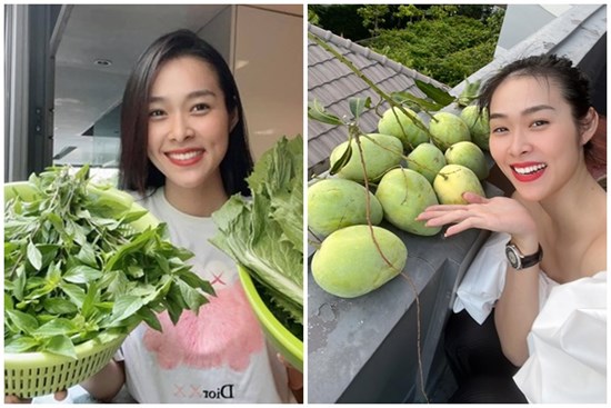 Cận cảnh khu vườn sân thượng trong nhà phố của Diệp Bảo Ngọc: Tự mình bắt sâu hái quả, không cần đi chợ mỗi ngày