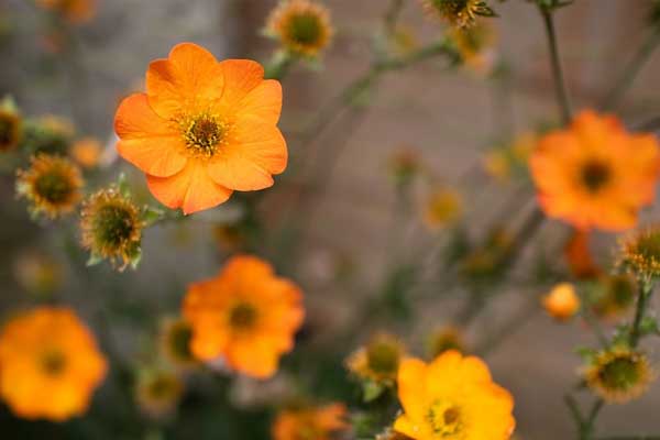 4 nữ con giáp được hưởng phúc, trên có chồng yêu thương, dưới có con cái hiếu thảo, cả đời không lo thiếu tiền-5