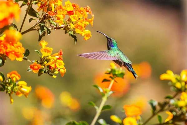 Tử vi ngày 15/9/2023: Tuổi Tý củng cố địa vị, tuổi Sửu thành quả đáng kể-2
