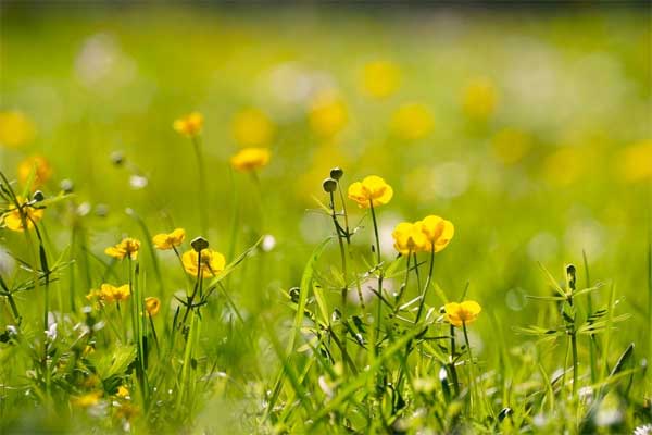 Tử vi ngày 15/9/2023: Tuổi Tý củng cố địa vị, tuổi Sửu thành quả đáng kể-3