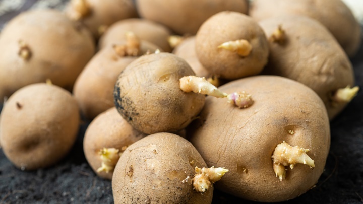 Vì sao khoai tây phải để trong bóng tối?-2